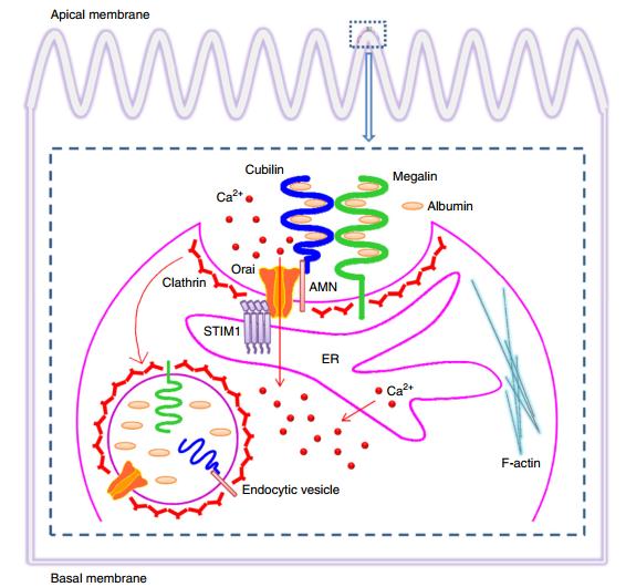 Apical membrane
