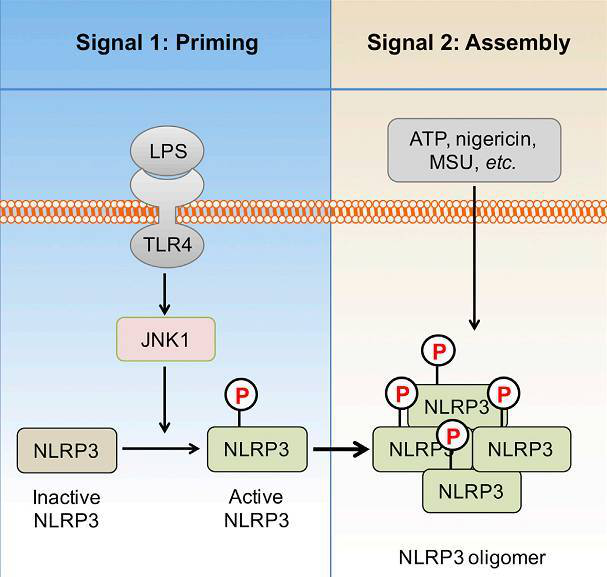 NLRP3 Ser194磷酸化促进NLRP3炎症小体激活