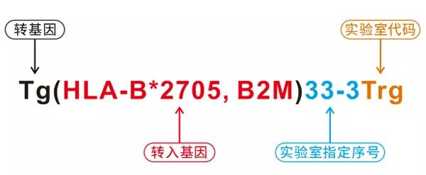 基因编辑小鼠的名字一长串，究竟是啥意思？