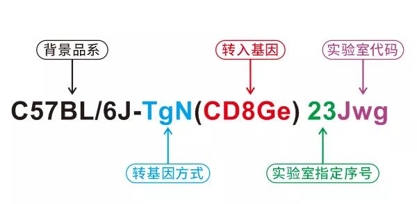 基因编辑小鼠的名字一长串，究竟是啥意思？