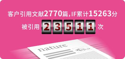 红鼠