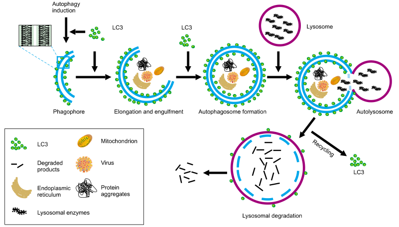 自噬过程图片