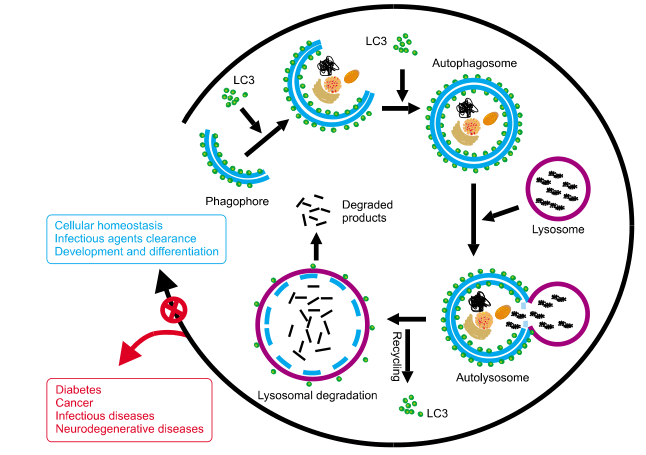 自噬过程图片