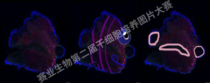 作品示例.png