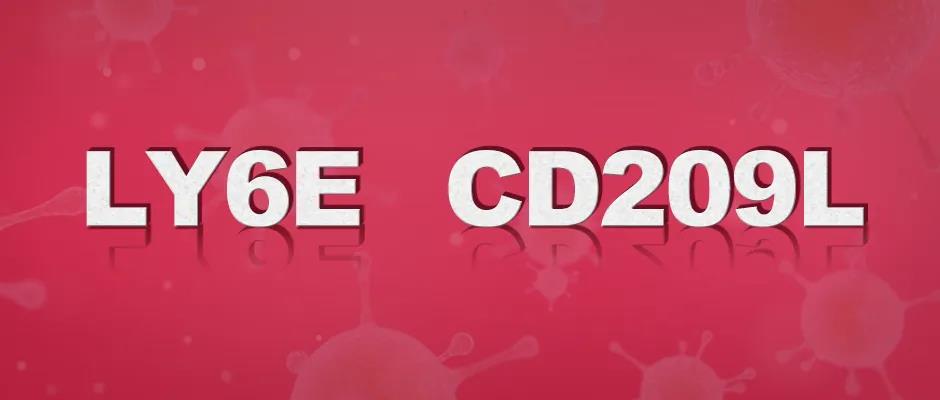 免疫调节相关因子LY6E和CD209L
