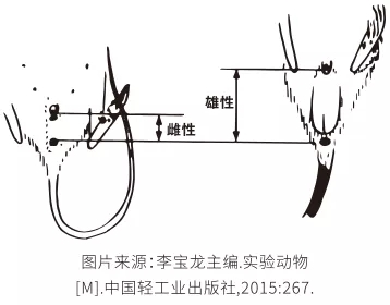 实验动物