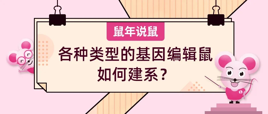 《鼠年说鼠》第九期：各种类型的基因编辑鼠如何建系？