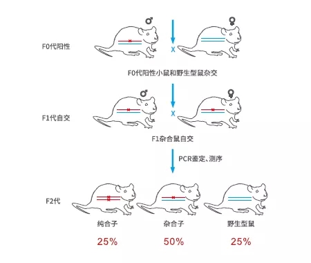 完全性基因敲除、基因敲入（点突变）鼠如何建系？