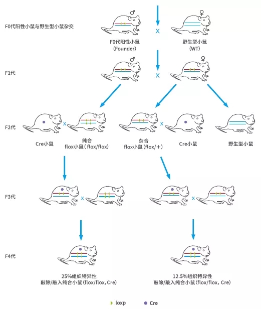 条件性敲除（敲入）鼠如何建系？