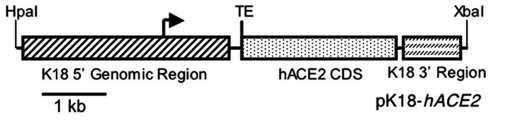 图1. 转基因ACE2小鼠模型构建方案1