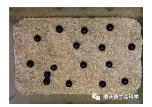 埋珠实验