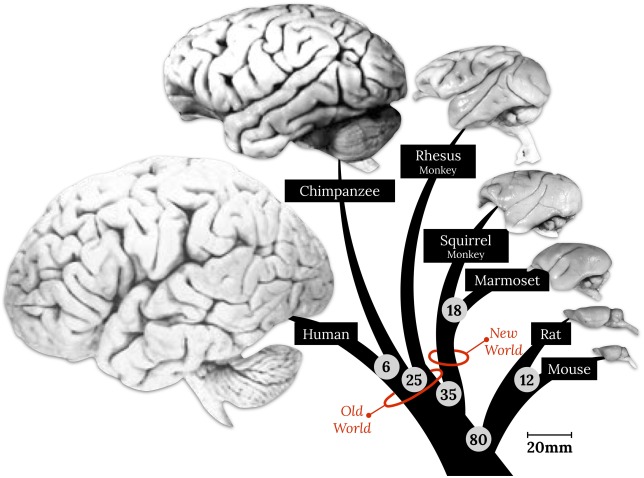 1-s20-S0149763421002438-gr1.jpg