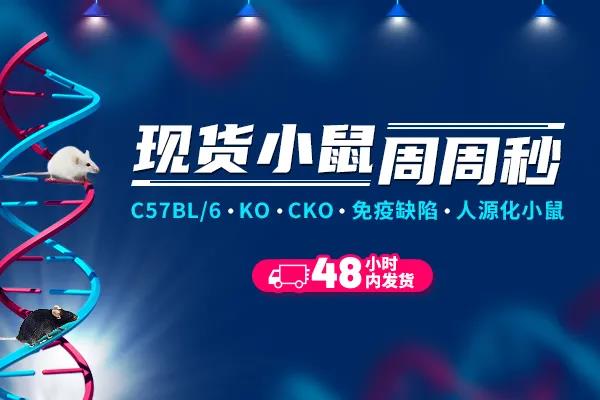 Marchf2基因敲除小鼠