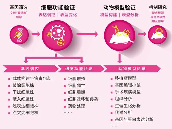 生殖组织特异性自噬