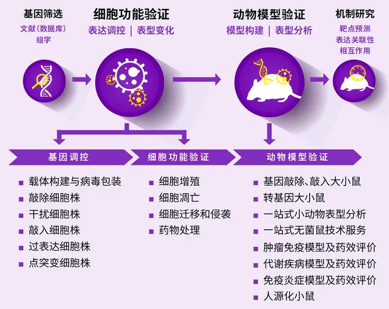 基因编辑小鼠