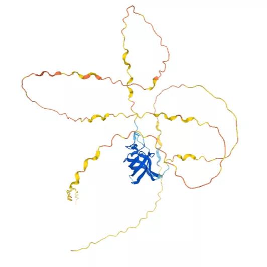 Ybx2基因敲除小鼠