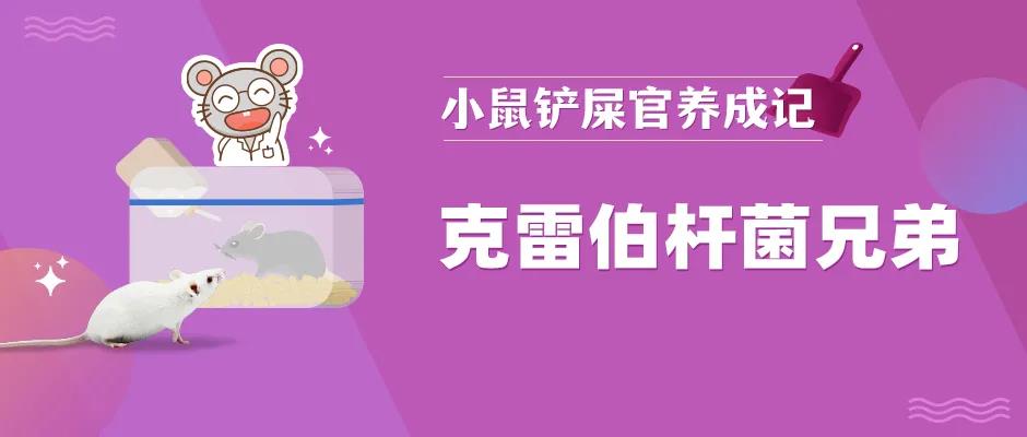 克雷伯杆菌 克雷伯杆菌