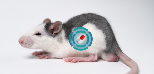 visuel-souris-anipill-capsule.jpg