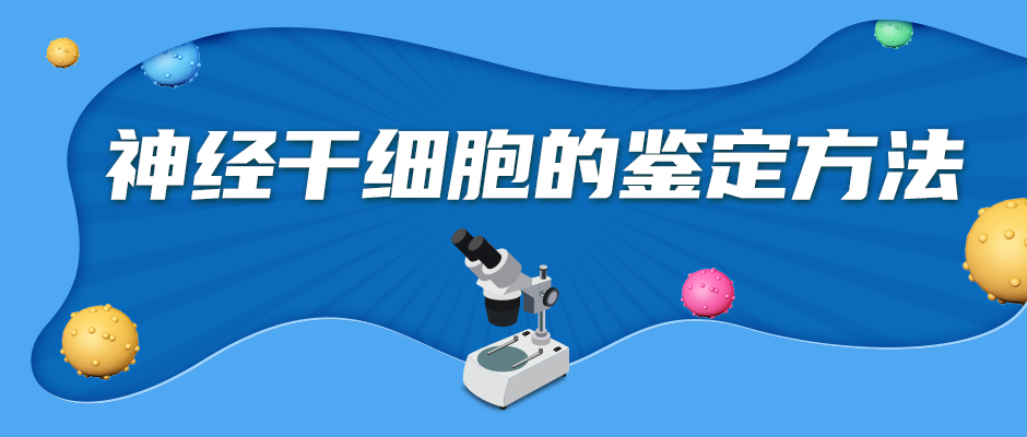 微信封面940x400-神经干细胞的鉴定方法20210721(1).jpg