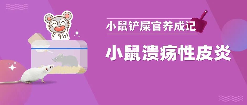 小鼠溃疡性皮炎该怎么办 小鼠溃疡性皮炎该怎么办