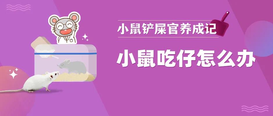 母鼠吃仔