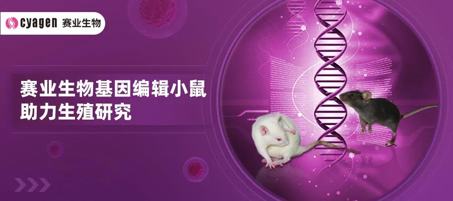 基因编辑小鼠助力生殖研究