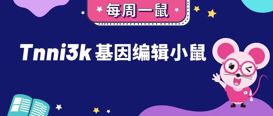 Tnni3k基因编辑小鼠