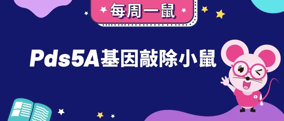 Pds5A基因敲除小鼠