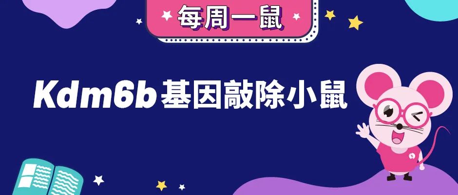 Kdm6b基因敲除小鼠