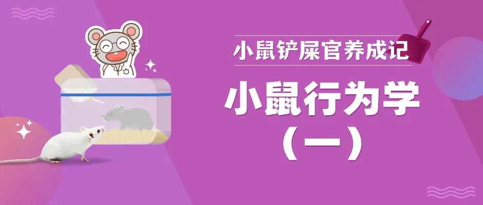 小鼠信息素