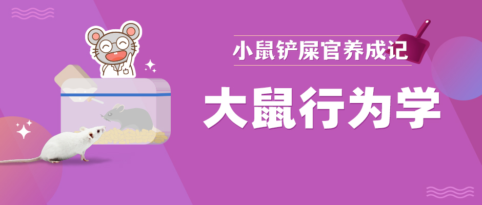大鼠行为学