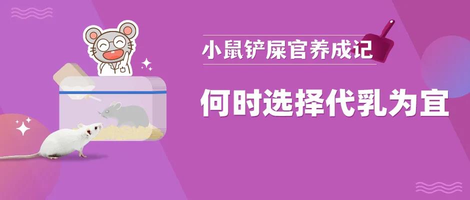 小鼠代乳