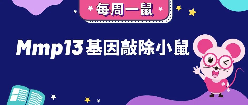 Mmp13基因