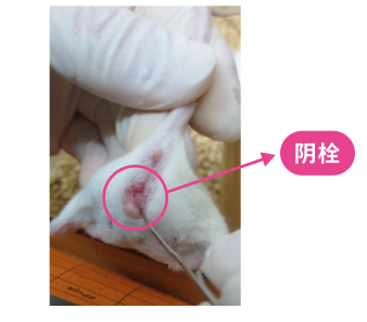 大小鼠性别