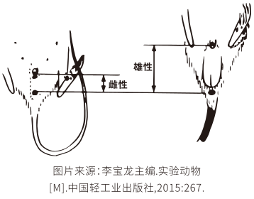 怎么判断大小鼠性别