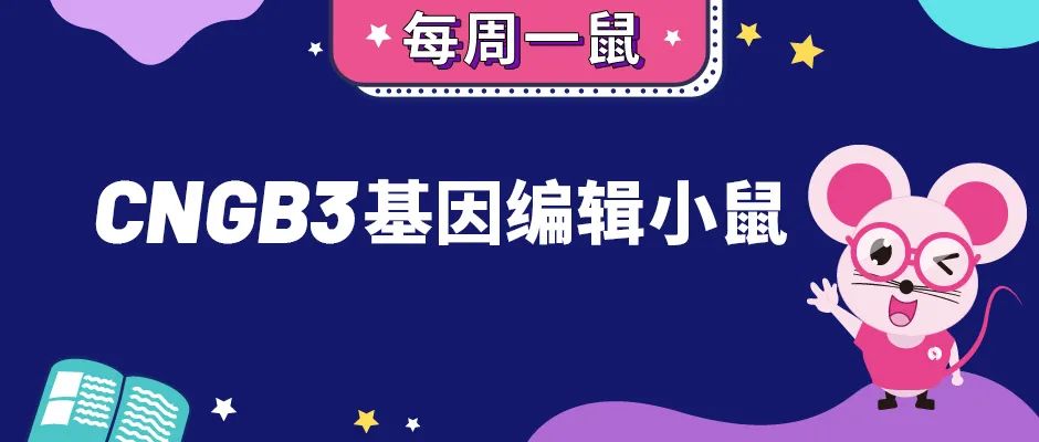 CNGB3基因编辑小鼠