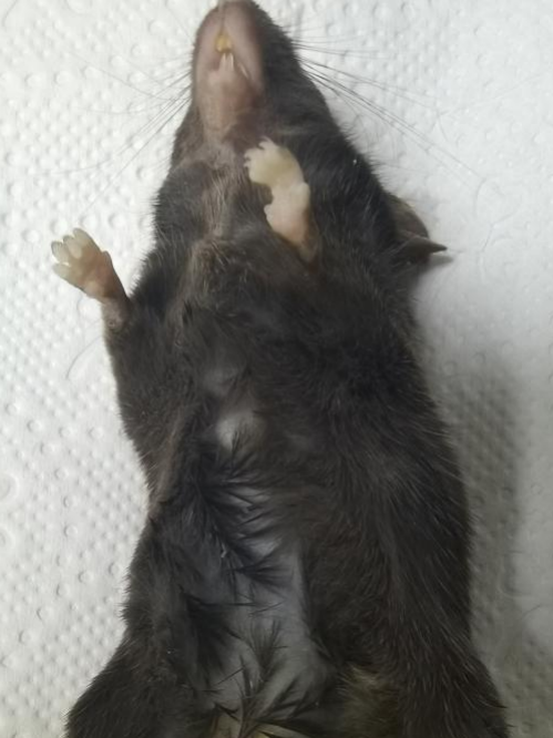 鼠皮肤状态异常怎么办