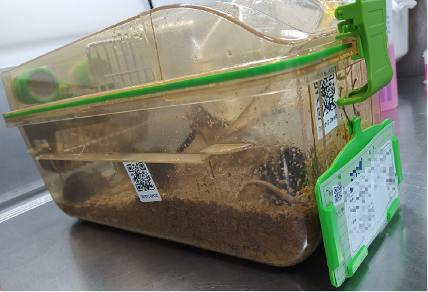 小鼠行为异常