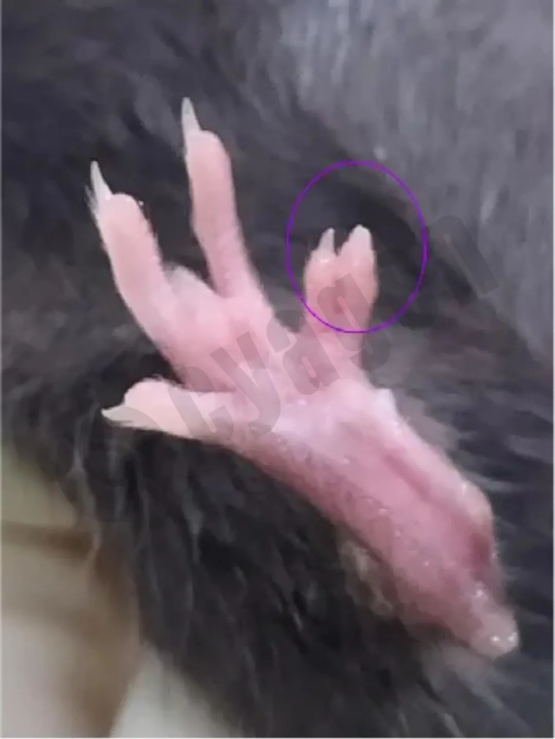小鼠四肢异常