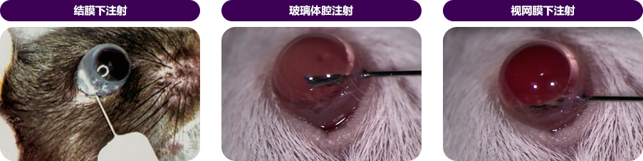 AAV病毒包装定制服务