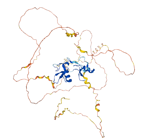 Gata2基因敲除小鼠 Gata2基因敲除小鼠