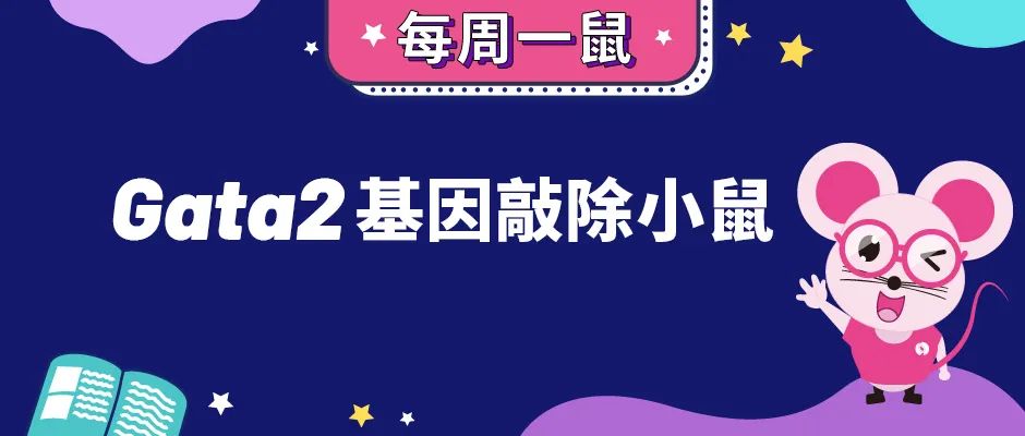 Gata2基因敲除小鼠