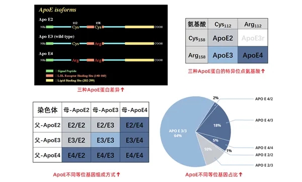 图4. 人类APOE基因多态性