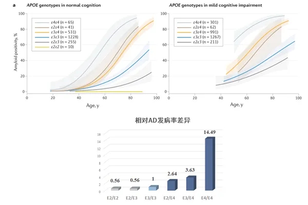 图5. APOE多态性对AD发病率的影响