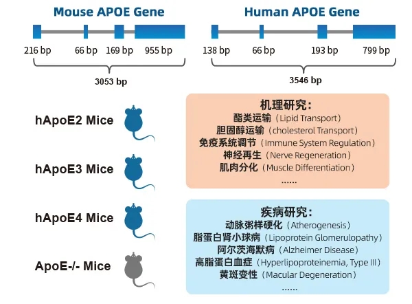图9. APOE敲除及人源化小鼠主要应用领域