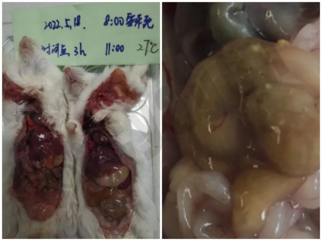 健康小鼠死亡后24小时剖检变化记录