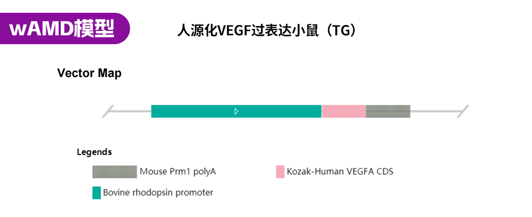 遗传性眼科疾病小鼠模型