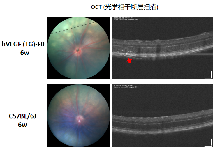遗传性眼科疾病小鼠模型