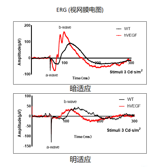 遗传性眼科疾病小鼠模型