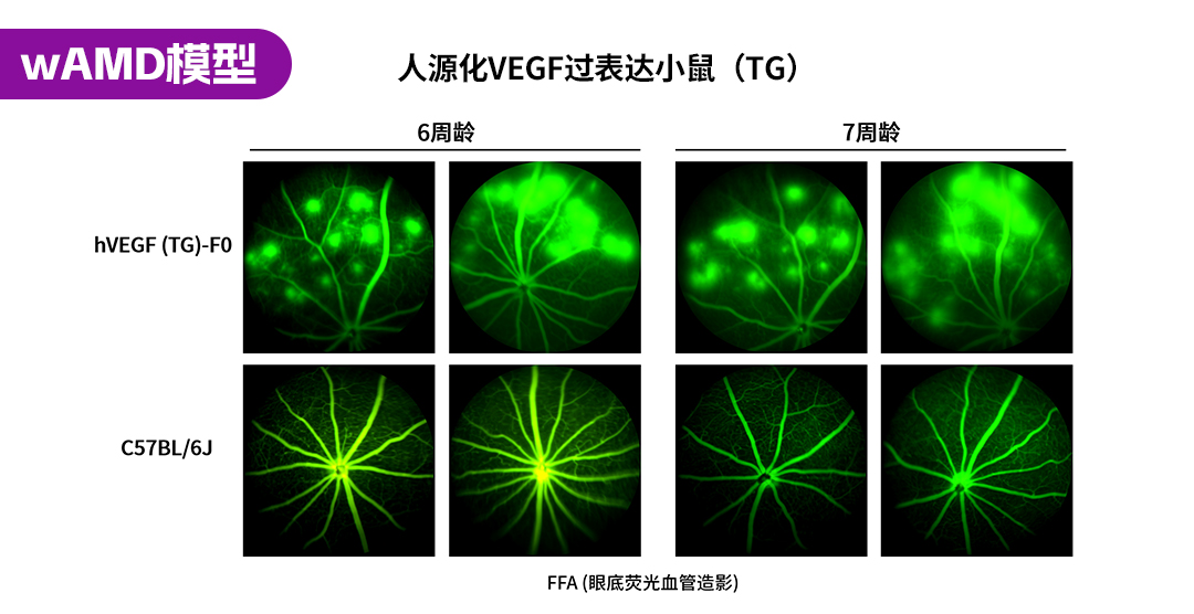遗传性眼科疾病小鼠模型